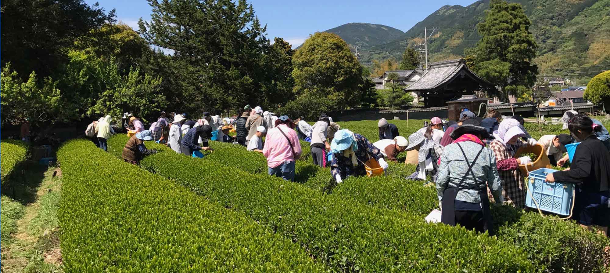 写真：にぎわうお茶摘み体験