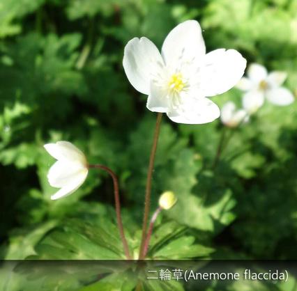 写真：二輪草1